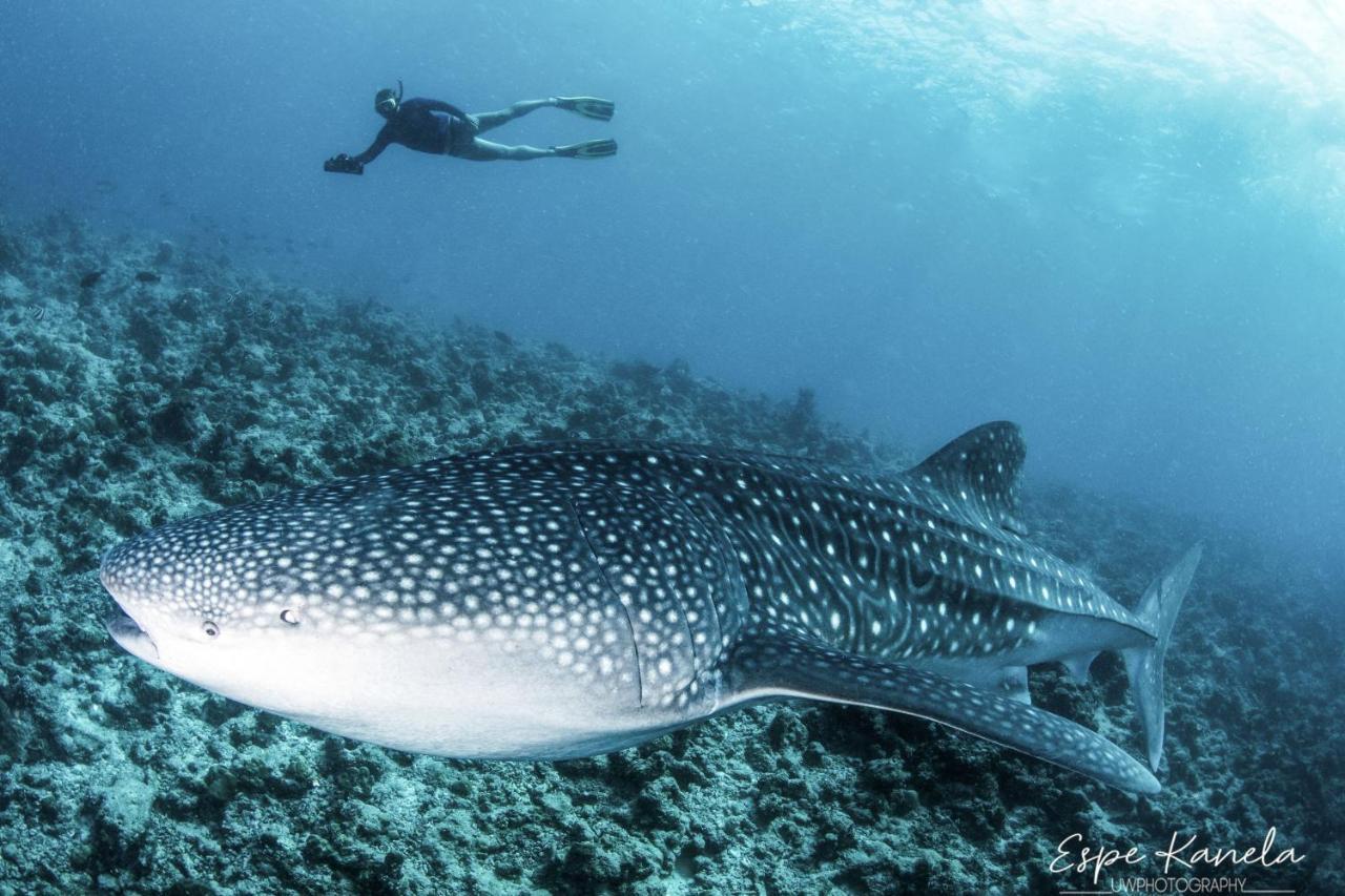 Готель South Ari Dive Center Dhangethi Екстер'єр фото